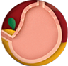 Diagram of Stomach