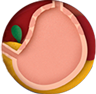 Diagram of Stomach